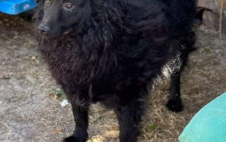 2026_Nordic-Strays-Raya_00 (6)