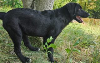 2026_Nordic-Strays-Rex_00 (1)