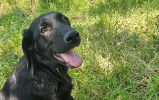 2026_Nordic-Strays-Rex_00 (2)
