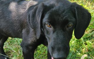 2026_Nordic-Strays-Rex_00 (3)