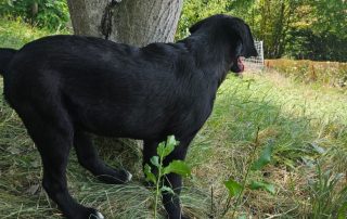 2026_Nordic-Strays-Rex_00 (4)