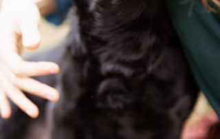 2026_Nordic-Strays-Romy_00 (2)