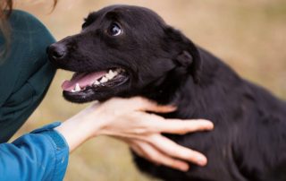 2026_Nordic-Strays-Romy_00 (3)