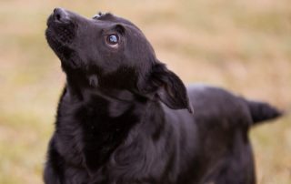 2026_Nordic-Strays-Romy_00 (4)