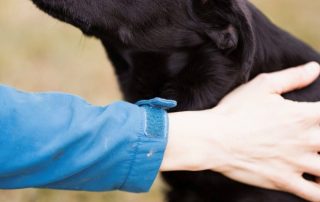 2026_Nordic-Strays-Romy_00 (5)