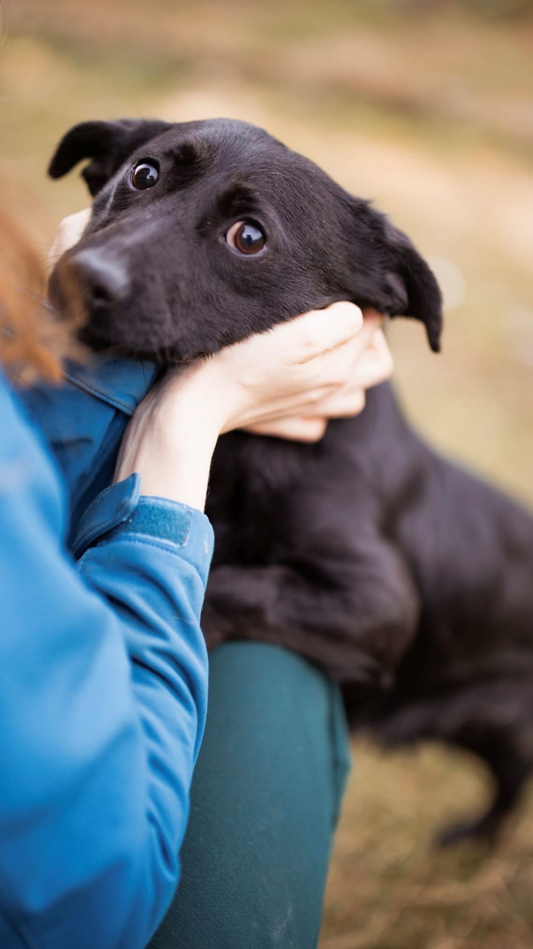 2026_Nordic-Strays-Romy_00 (6)