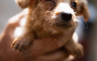 2026_Nordic-Strays-Ronja_00 (1)