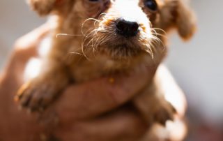2026_Nordic-Strays-Ronja_00 (2)