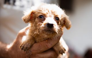 2026_Nordic-Strays-Ronja_00 (3)