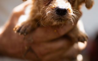 2026_Nordic-Strays-Ronja_00 (4)
