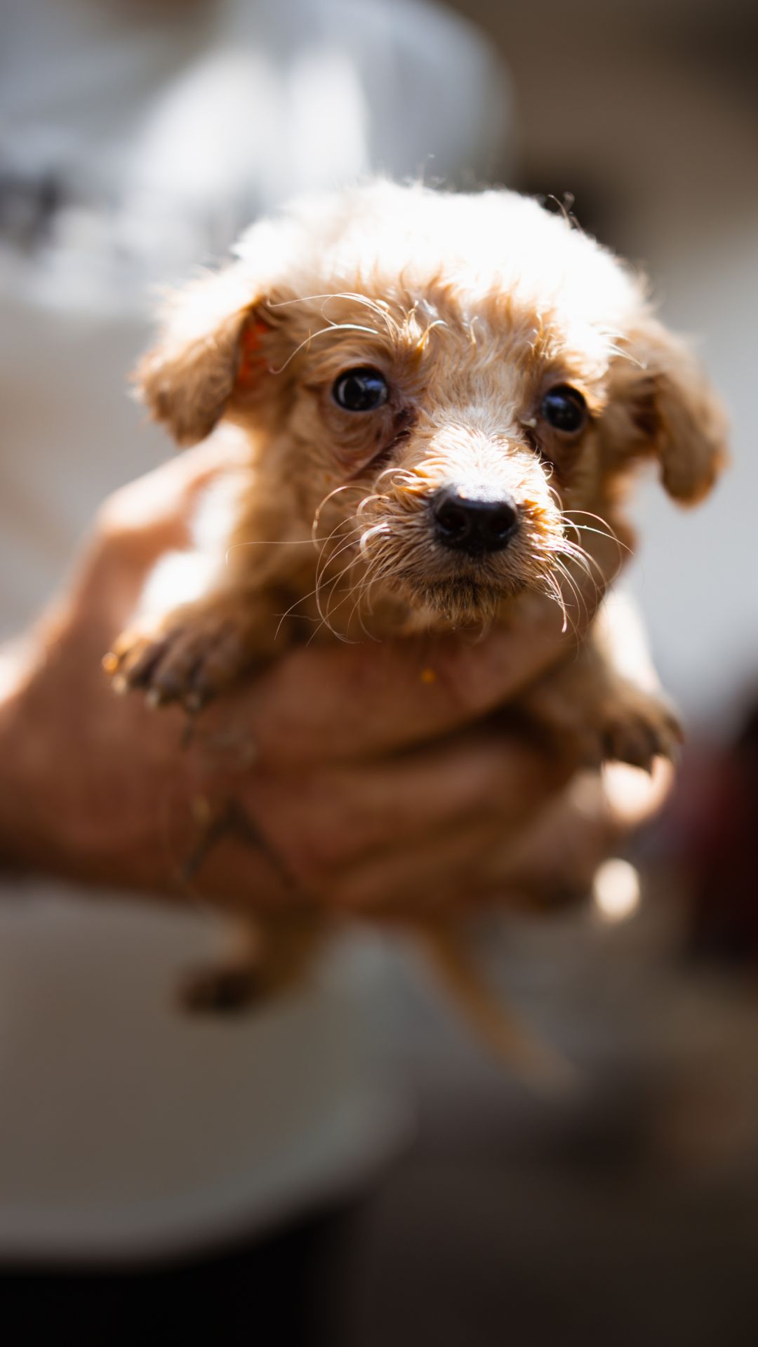 2026_Nordic-Strays-Ronja_00 (4)