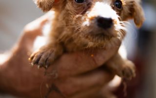 2026_Nordic-Strays-Ronja_00 (5)