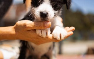 2026_Nordic-Strays-Scout_00 (2)