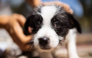 2026_Nordic-Strays-Scout_00 (4)