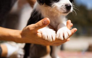 2026_Nordic-Strays-Scout_00 (5)
