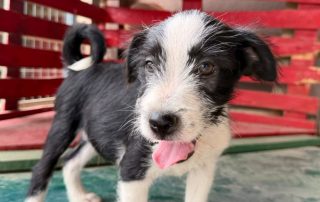 2026_Nordic-Strays-Scout_00 (6)