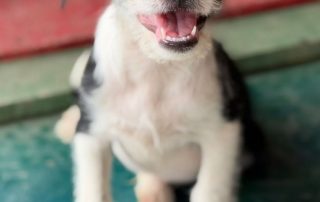 2026_Nordic-Strays-Scout_00 (7)