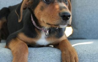 2026_Nordic-Strays-Sienna_00 (1)