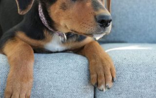 2026_Nordic-Strays-Sienna_00 (10)