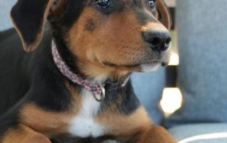 2026_Nordic-Strays-Sienna_00 (11)