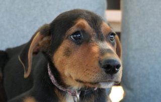 2026_Nordic-Strays-Sienna_00 (12)
