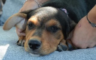 2026_Nordic-Strays-Sienna_00 (2)