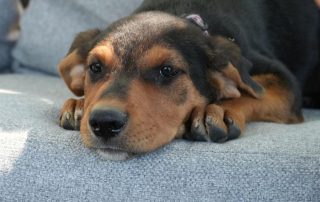 2026_Nordic-Strays-Sienna_00 (3)