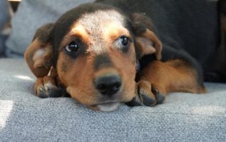 2026_Nordic-Strays-Sienna_00 (4)