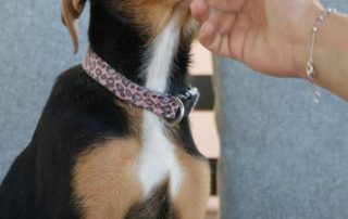 2026_Nordic-Strays-Sienna_00 (5)