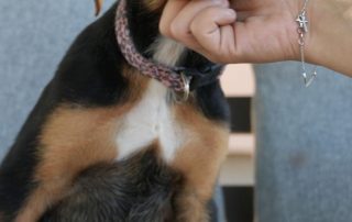 2026_Nordic-Strays-Sienna_00 (6)
