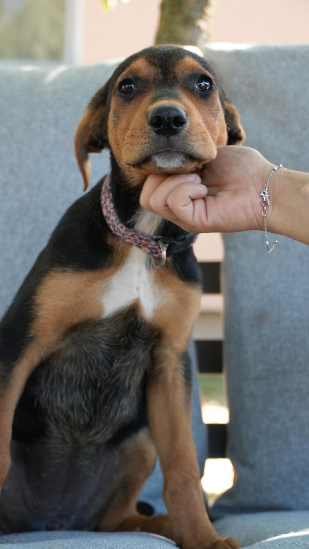 2026_Nordic-Strays-Sienna_00 (6)