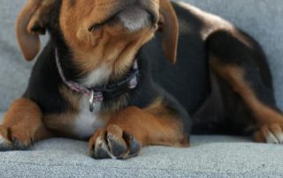 2026_Nordic-Strays-Sienna_00 (7)