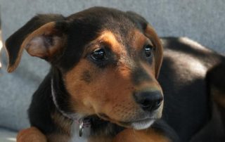 2026_Nordic-Strays-Sienna_00 (8)