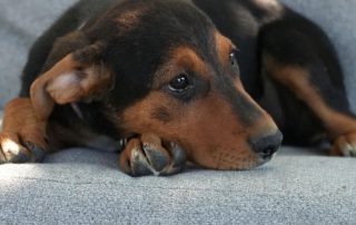 2026_Nordic-Strays-Sienna_00 (9)