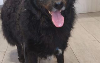 2026_Nordic-Strays-Toby_00 (1)