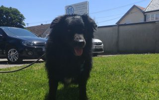 2026_Nordic-Strays-Toby_00 (2)