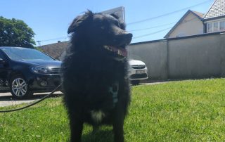 2026_Nordic-Strays-Toby_00 (3)