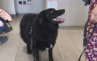 2026_Nordic-Strays-Toby_00 (4)