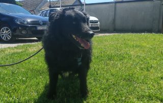 2026_Nordic-Strays-Toby_00 (5)