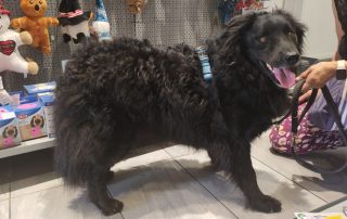 2026_Nordic-Strays-Toby_00 (6)
