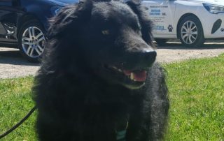2026_Nordic-Strays-Toby_00 (7)