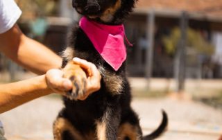 2026_Nordic-Strays-Toska_00 (4)