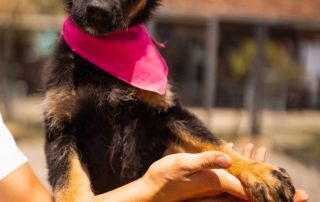 2026_Nordic-Strays-Toska_00 (5)