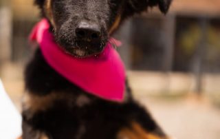 2026_Nordic-Strays-Toska_00 (6)