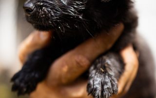 2026_Nordic-Strays-Welpen_Flora_0013 (1)