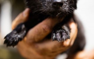 2026_Nordic-Strays-Welpen_Flora_0013 (2)