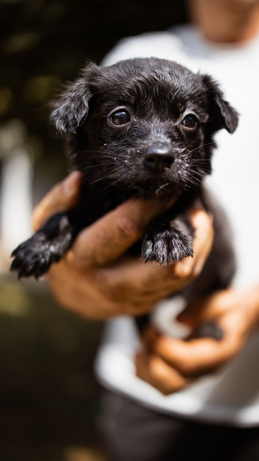 2026_Nordic-Strays-Welpen_Flora_0013 (2)