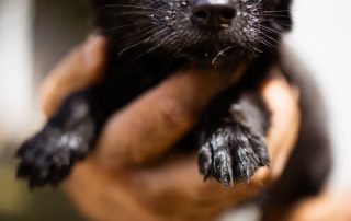 2026_Nordic-Strays-Welpen_Flora_0013 (3)