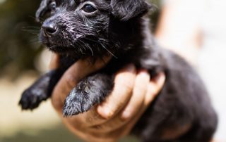 2026_Nordic-Strays-Welpen_Flora_0013 (4)
