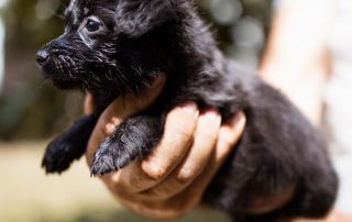2026_Nordic-Strays-Welpen_Flora_0013 (5)
